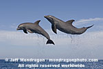 Bottlenose Dolphins photos