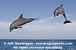 Bottlenose Dolphins images