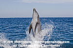 Bottlenose Dolphin pictures