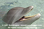 Bottlenose Dolphin Portrait photos