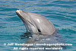 Bottlenose Dolphin Portrait images