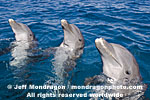 Bottlenose Dolphins pictures