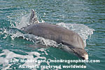 Bottlenose Dolphin pictures