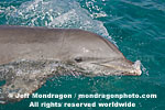 Bottlenose Dolphin pictures