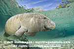West Indian Manatee photos
