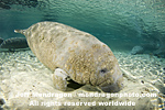 West Indian Manatee pictures