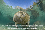 West Indian Manatee photos