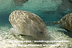 West Indian Manatee photos