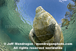 West Indian Manatee photos