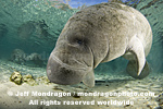 West Indian Manatee images