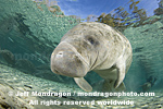 West Indian Manatee photos