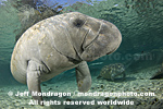 West Indian Manatee images