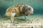 West Indian Manatee images