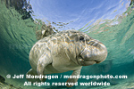 West Indian Manatee pictures