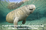 West Indian Manatee photos
