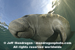 West Indian Manatee photos