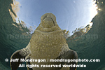 West Indian Manatee photos