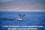 Blue Whale pictures