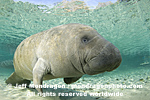 West Indian Manatee photos