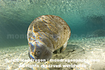 West Indian Manatee pictures