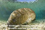 West Indian Manatee images