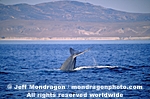Blue Whale images