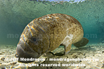 West Indian Manatee pictures