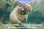West Indian Manatee pictures
