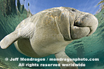 West Indian Manatee photos