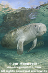 West Indian Manatee pictures