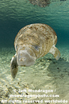 West Indian Manatee images