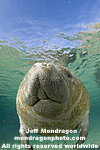 West Indian Manatee photos