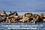 Steller Sea Lions photos