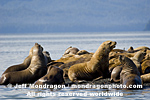 Steller Sea Lions images