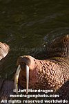 Walrus photos