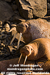 Walruses pictures