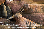 Walruses images