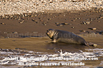 Northern Elephant Seal Pup photos