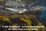 California Sea Lion photos
