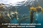 California Sea Lions pictures