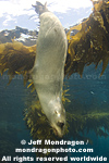 California Sea Lion pictures