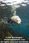 California Sea Lion images
