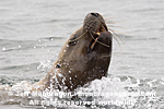 Steller (or northern) Sea Lion pictures
