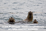 Steller (or northern) Sea Lions pictures