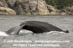 Humpback Whale photos