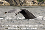 Humpback Whale images