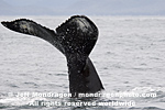 Humpback Whale photos