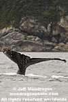 Humpback Whale pictures