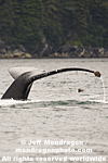 Humpback Whale photos