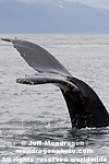 Humpback Whale pictures